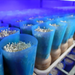 Smart Farms Boost Mushroom Magic in East China 🌱🍄