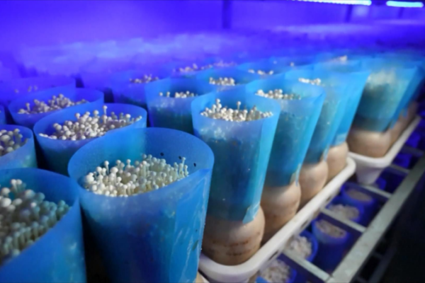 Smart Farms Boost Mushroom Magic in East China 🌱🍄