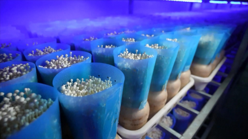 Smart Farms Boost Mushroom Magic in East China 🌱🍄
