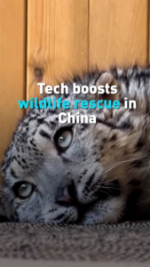 Drones & AI Save Animals: Tech Revolutionizes China’s Wildlife Rescue 🌱🤖 video poster