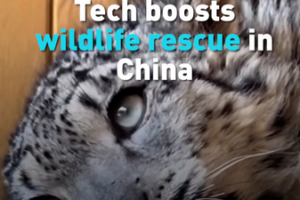 Drones & AI Save Animals: Tech Revolutionizes China’s Wildlife Rescue 🌱🤖 video poster