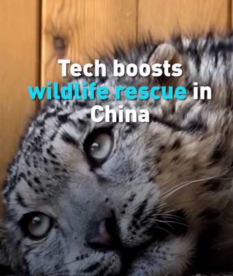 Drones & AI Save Animals: Tech Revolutionizes China’s Wildlife Rescue 🌱🤖 video poster