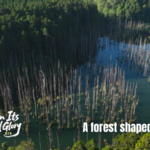 Taiwan's Shuiyang Forest: A Surreal Earthquake-Born Wonder 🌳💧 Taiwan's Shuiyang Forest: A Surreal Earthquake-Born Wonder 🌳💧 video poster