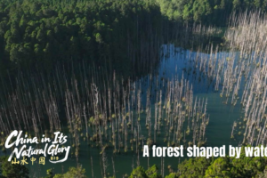 Taiwan's Shuiyang Forest: A Surreal Earthquake-Born Wonder 🌳💧 video poster