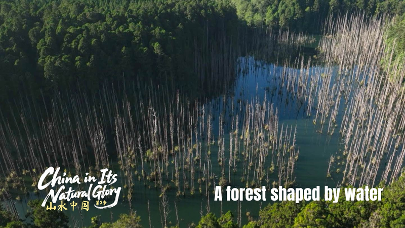 Taiwan's Shuiyang Forest: A Surreal Earthquake-Born Wonder 🌳💧 video poster