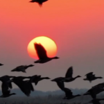 Sunset Symphony: Migratory Birds Dazzle at Horqin Reserve 🌅🦢 video poster