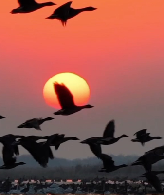 Sunset Symphony: Migratory Birds Dazzle at Horqin Reserve 🌅🦢 video poster