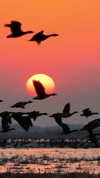 Sunset Symphony: Migratory Birds Dazzle at Horqin Reserve 🌅🦢 video poster