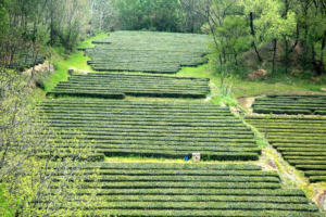 Rizhao’s 2026 Spring Tea Harvest Kicks Off With Coastal Flair 🌱🍵