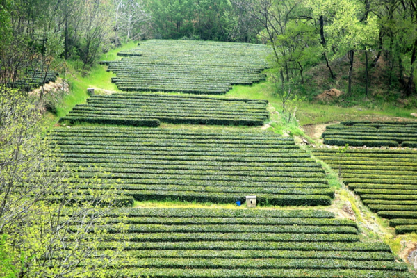 Rizhao’s 2026 Spring Tea Harvest Kicks Off With Coastal Flair 🌱🍵