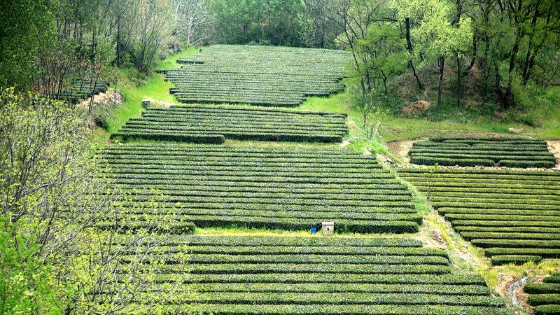 Rizhao’s 2026 Spring Tea Harvest Kicks Off With Coastal Flair 🌱🍵