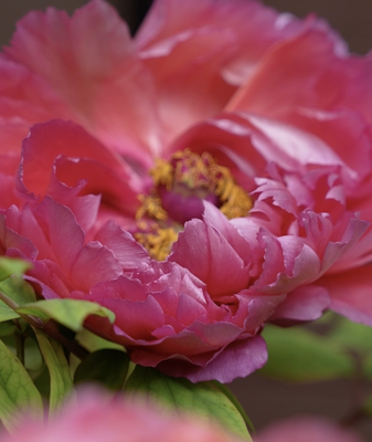 Sichuan's Peony Season Blooms into a Colorful Spectacle 🌸 video poster