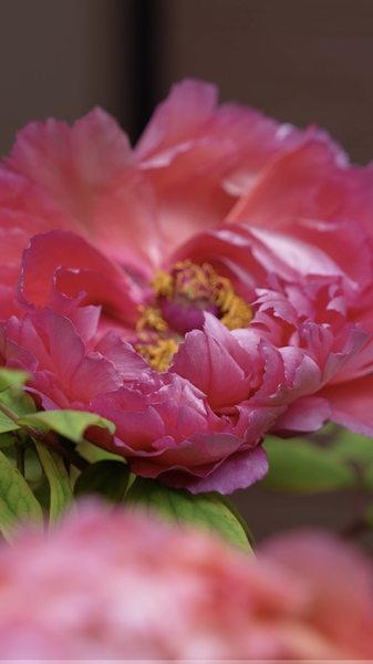 Sichuan's Peony Season Blooms into a Colorful Spectacle 🌸 video poster