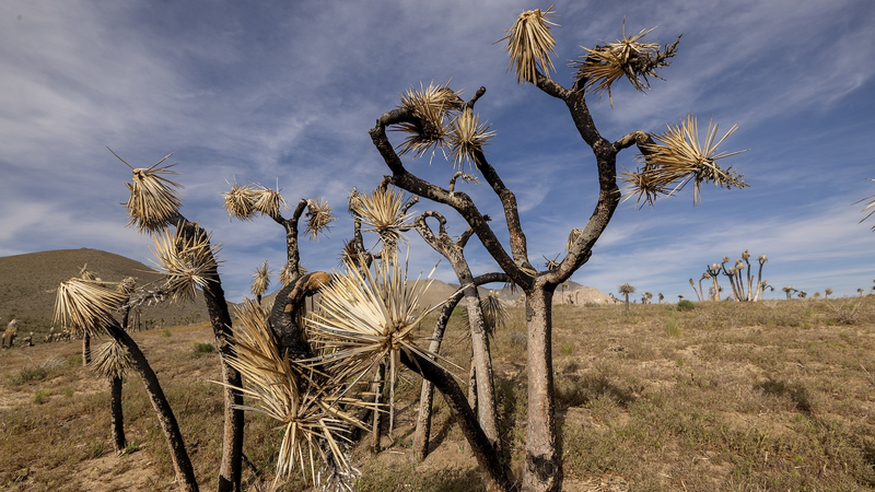 US Drought Crisis Sparks Wildfire & Food Price Fears 🔥🌾