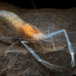 New Shrimp Species Discovered in SW China 🌊🦐