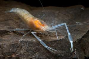 New Shrimp Species Discovered in SW China 🌊🦐