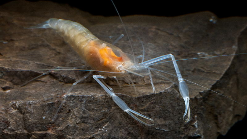 LPTN87ENC7XWGW09Y81Z - 🌍NewspaperAmigo – Your Global News Buddy 🗞️ New Shrimp Species Discovered in SW China 🌊🦐