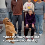 Dog Steals Spotlight in Viral Family Photo Moment 🐾📸 video poster