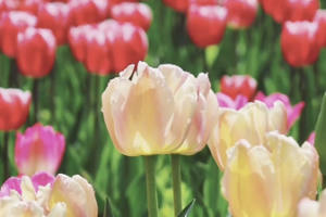 Step Into a Living Tulip Painting in Beijing 🌷🎨 video poster