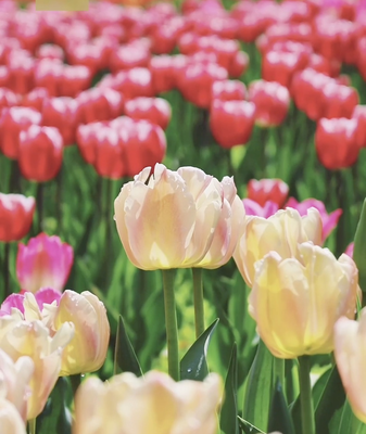 Step Into a Living Tulip Painting in Beijing 🌷🎨 video poster