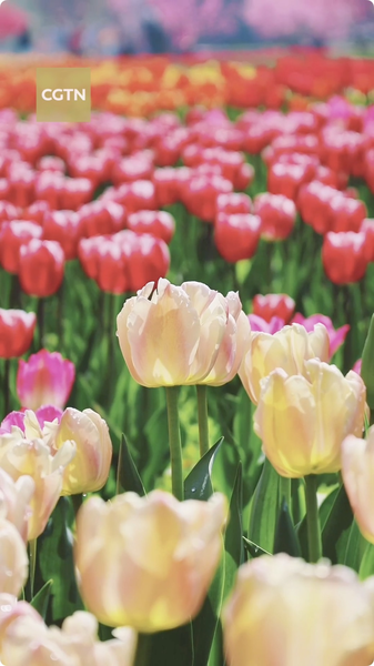 Step Into a Living Tulip Painting in Beijing 🌷🎨 video poster