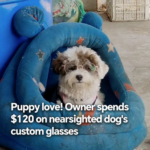 Puppy Gets Custom Glasses in Henan: A Tail of Clear Vision 🐶👓 video poster