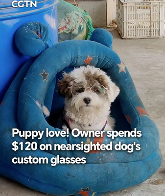 Puppy Gets Custom Glasses in Henan: A Tail of Clear Vision 🐶👓 video poster