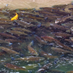 Yangtze River Revival: 5 Years Into Fishing Ban, Ecosystems Bounce Back 🌊🐟