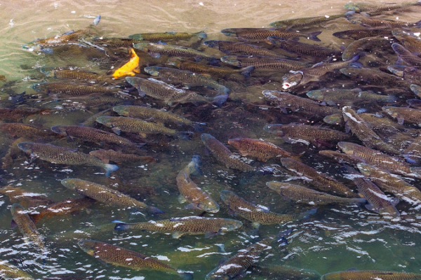 Yangtze River Revival: 5 Years Into Fishing Ban, Ecosystems Bounce Back 🌊🐟