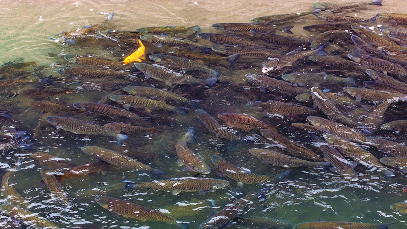 Yangtze River Revival: 5 Years Into Fishing Ban, Ecosystems Bounce Back ππ