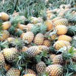 Wenchang’s Pineapple Boom Fuels Rural Revival 🍍✨