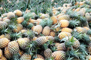 Wenchang’s Pineapple Boom Fuels Rural Revival 🍍✨