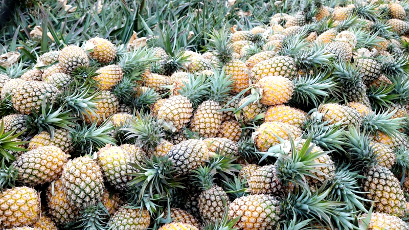 Wenchang’s Pineapple Boom Fuels Rural Revival 🍍✨