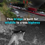 PPZ8N94Q0VXLZ4VGPU6A - 🌍NewspaperAmigo – Your Global News Buddy 🗞️ Shenzhen's Wildlife Bridge Reconnects Nature in Urban Jungle 🌿🚗 video poster