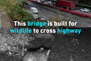 Shenzhen's Wildlife Bridge Reconnects Nature in Urban Jungle 🌿🚗 video poster