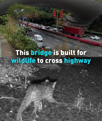 Shenzhen's Wildlife Bridge Reconnects Nature in Urban Jungle 🌿🚗 video poster