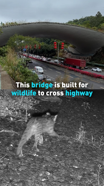 Shenzhen's Wildlife Bridge Reconnects Nature in Urban Jungle 🌿🚗 video poster