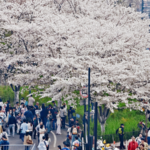 China's Qingming Festival Sparks Travel & Spending Boom 🌏✨