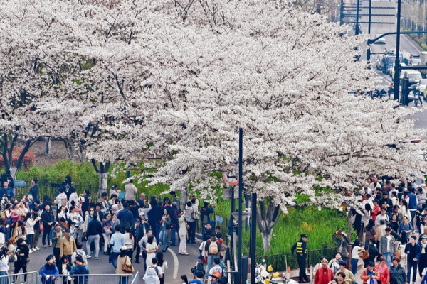 China's Qingming Festival Sparks Travel & Spending Boom 🌏✨