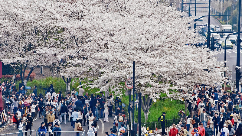 QQN5IK8V7HYEOWUBOISU - 🌍NewspaperAmigo – Your Global News Buddy 🗞️ China's Qingming Festival Sparks Travel & Spending Boom 🌏✨