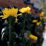 Qingming_Festival_2026__Honoring_Heroes_in_Xinjiang_s_Spring_poster - 🌍NewspaperAmigo – Your Global News Buddy 🗞️ Qingming_Festival_2026__Honoring_Heroes_in_Xinjiang_s_Spring video poster