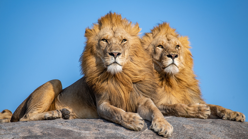 Tanzania's Lion Population Roars to Record 17,000 🦁🌍