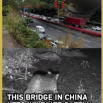 Shenzhen's Wildlife Bridge: Where Nature Meets Urban Innovation 🌿🚗 video poster