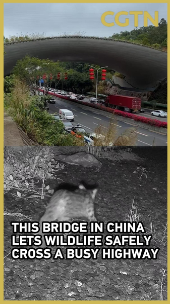Shenzhen's Wildlife Bridge: Where Nature Meets Urban Innovation 🌿🚗 video poster