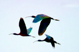 Rare Glossy Ibises Spark Hope at China's Hongze Lake 🌿✨ video poster