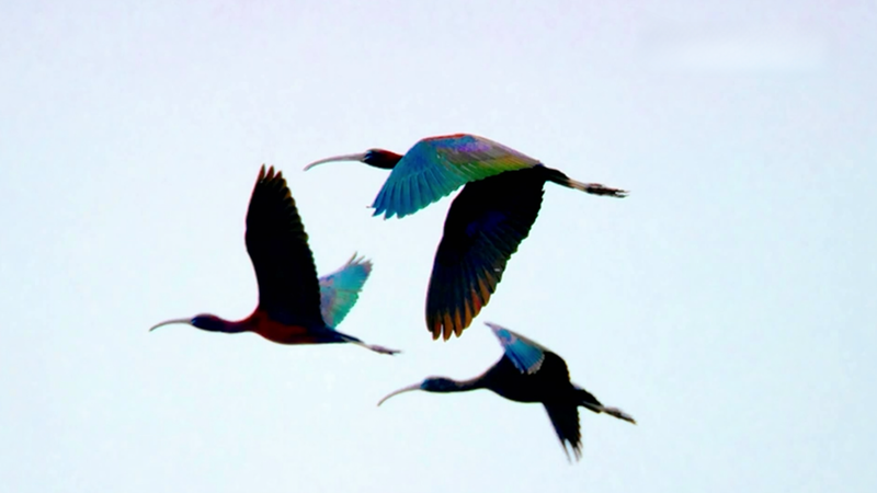 Rare Glossy Ibises Spark Hope at China's Hongze Lake 🌿✨ video poster