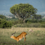 Uganda_s_Wildlife_Bounces_Back__Major_Gains_for_Elephants___More