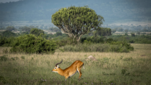 Uganda_s_Wildlife_Bounces_Back__Major_Gains_for_Elephants___More