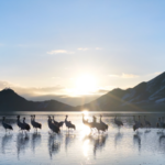 Xizang’s Black-Necked Cranes Thrive in Protected Winter Habitat 🌾🏔️ video poster