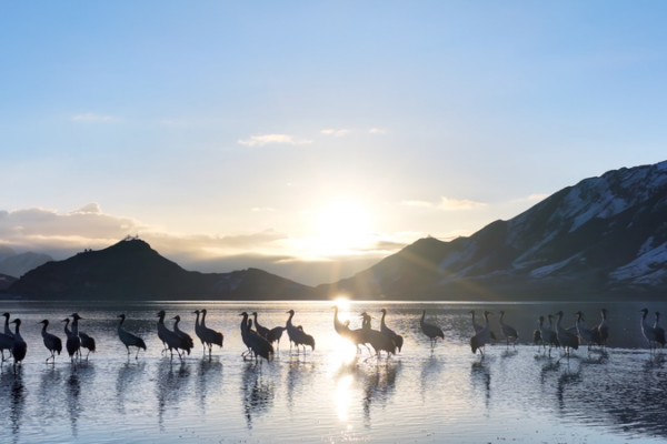 Xizang’s Black-Necked Cranes Thrive in Protected Winter Habitat 🌾🏔️ video poster